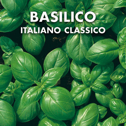 Basilico Italiano Classico