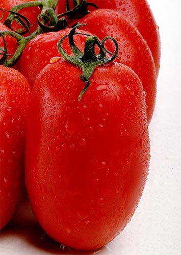Bio pomodoro san marzano da canna polpa tenera