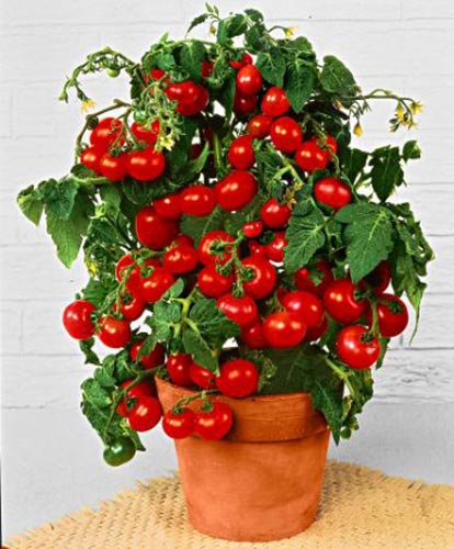 bio pomodoro minibel da vaso