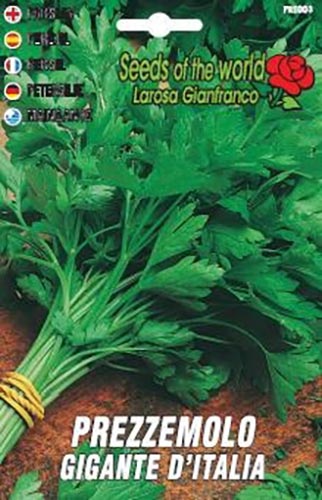 Prezzemolo Gigante d'Italia