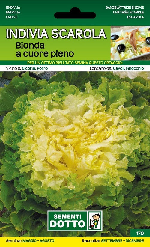 Indivia Scarola Bionda Cuore Pieno