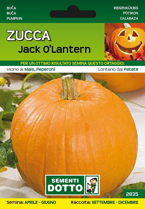 Zucca Jack O'Lantern