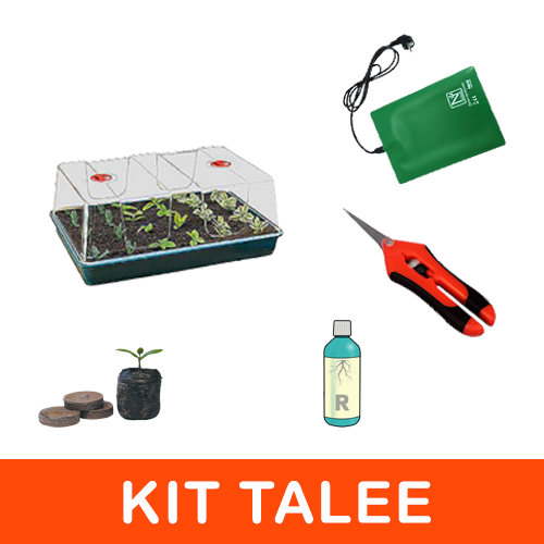 Kit Talee